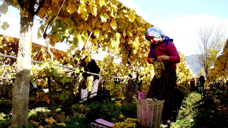Sarıgöl'de kış mevsiminde üzüm hasadı