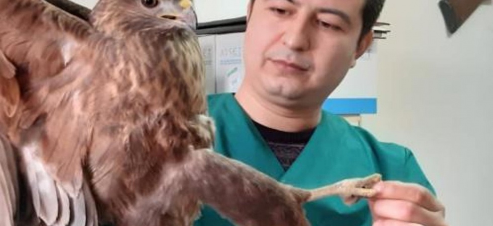 Yaralı halde bulunan şahin tedavi edildi