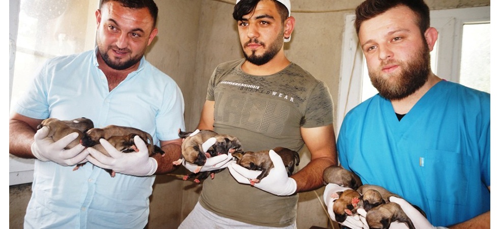 Sarıgöl’de bir köpek 18 yavru doğurdu