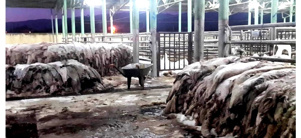 Sarıgöl’de THK, 6 bin 289 deri topladı