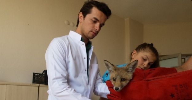 Yaralı Tilki Tedavi Edilerek Doğaya Bırakıldı