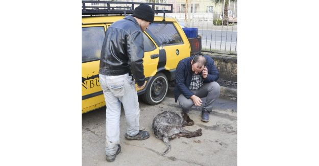 Tavuklarına saldırdığı iddiasıyla köpeği tüfekle vurarak öldürdü