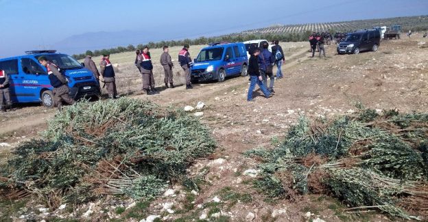 Manisa’da izinsiz dikilen 17 bin zeytin fidanı söküldü