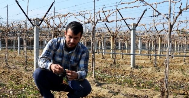 Sarıgöl’de papatyalar açtı