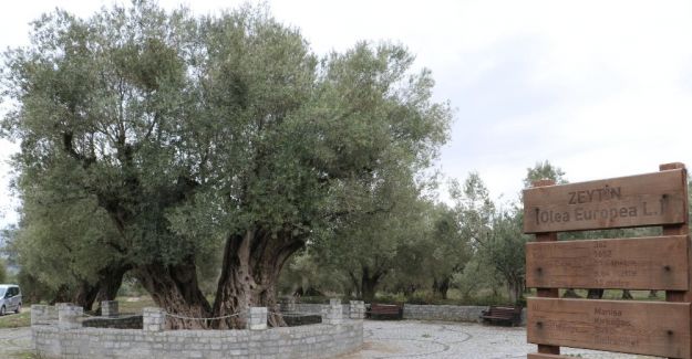 1655 yıllık zeytin ağacı turizme kazandırılıyor