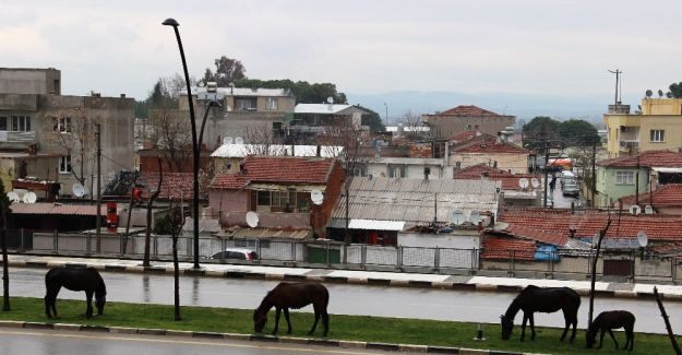 Başıboş bırakılan atlar tehlikeye davetiye çıkardı