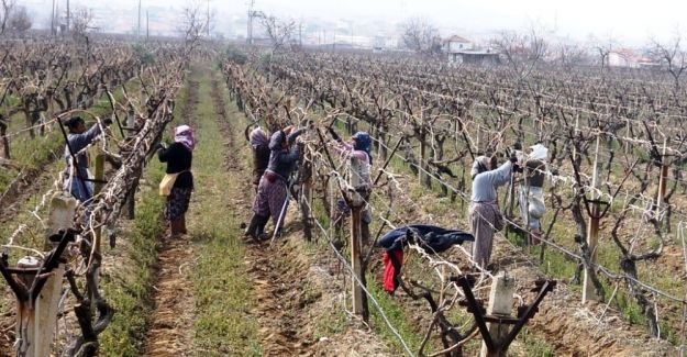 Sarıgöl’ün üzüm bağlarında hummalı çalışma