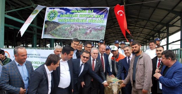 Manisa’da 81 damızlık koç dağıtıldı