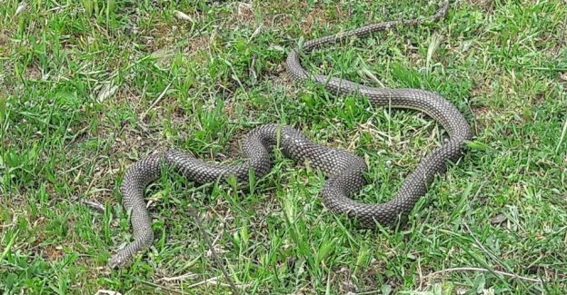 Kabir ziyaretinde yılan saldırısı