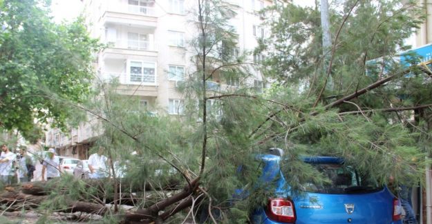 Kiraladıkları aracın üzerine çam ağacı devrildi