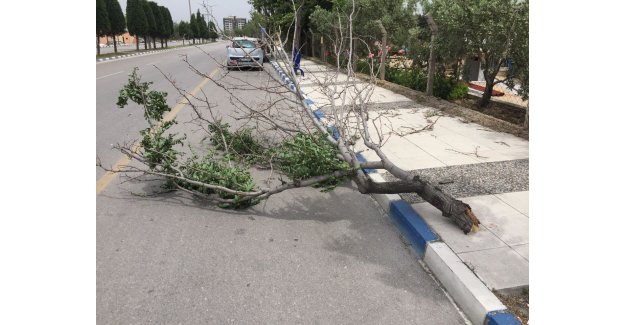 Manisa'da şiddetli lodos ağaçları devirdi.