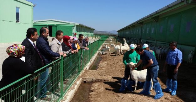 (Özel Haber) 4 bin lira maaşla çoban yetiştiriyorlar