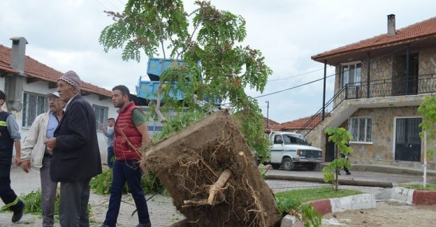 Sokağa giren tır, elektrik tellerini koparıp ağacı yerinden söktü