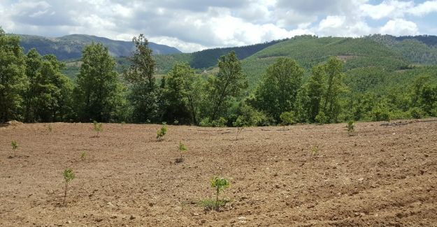 Büyükşehirden üreticiye 93 bin 500 adet fidan desteği