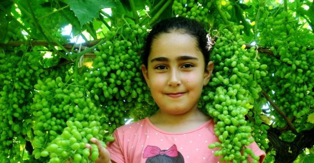 Devasa üzüm salkımları ilgi çekti