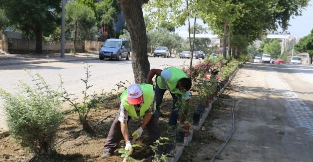 Turgutlu’da refüjler güllerle donatılıyor