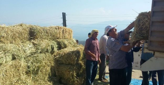Alaşehir Belediyesinden hayvancılığa yem desteği