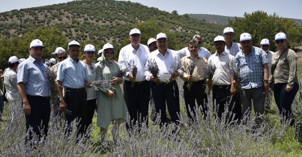 Belediye destekledi Yuntdağı lavanta diyarı oldu