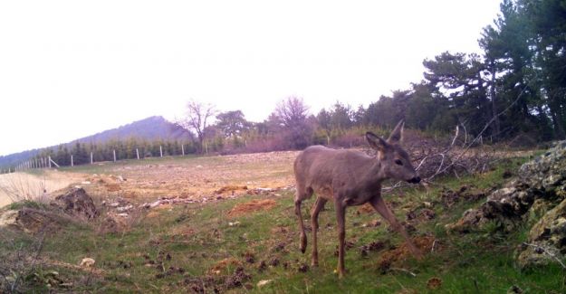 Demirci’de yaban hayatı foto kapanlarla izleniyor