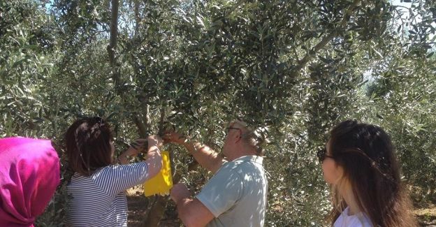 Zeytin sineğine tuzaklama çalışması