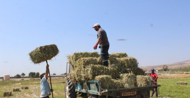 Alaşehir Belediyesi’nden hayvan üreticilerine destek