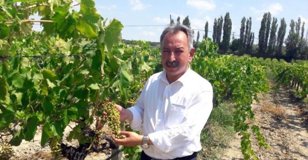 CHP’li Nurlu’dan kuru üzüm ihracatında teşvik primi isteği