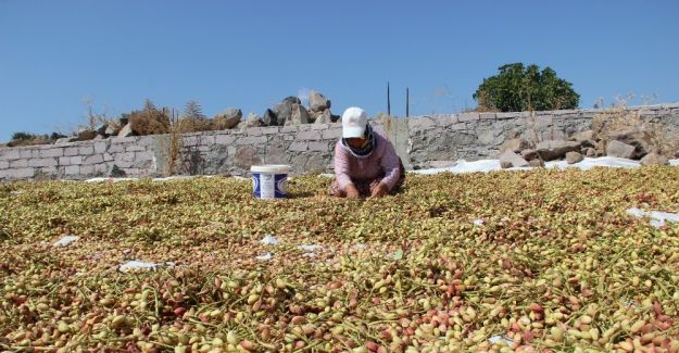 (Özel haber) Antep’in fıstığı Manisa’dan