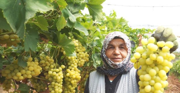 Sarıgöl’de üzüm hasadına başlandı