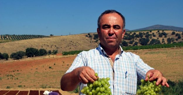 Sultaniye üzümleri kurutulmaya başlandı