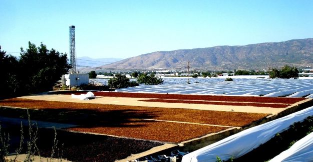 TARİŞ’in kuru üzüm fiyatlarını açıklaması istendi