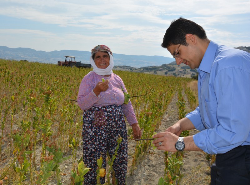 KAYMAKAM ÖZDEMİR TÜTÜN TARLASINDA TÜTÜN KIRDI