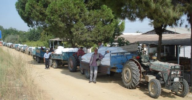 TARİŞ depolarında üzüm kuyruğu