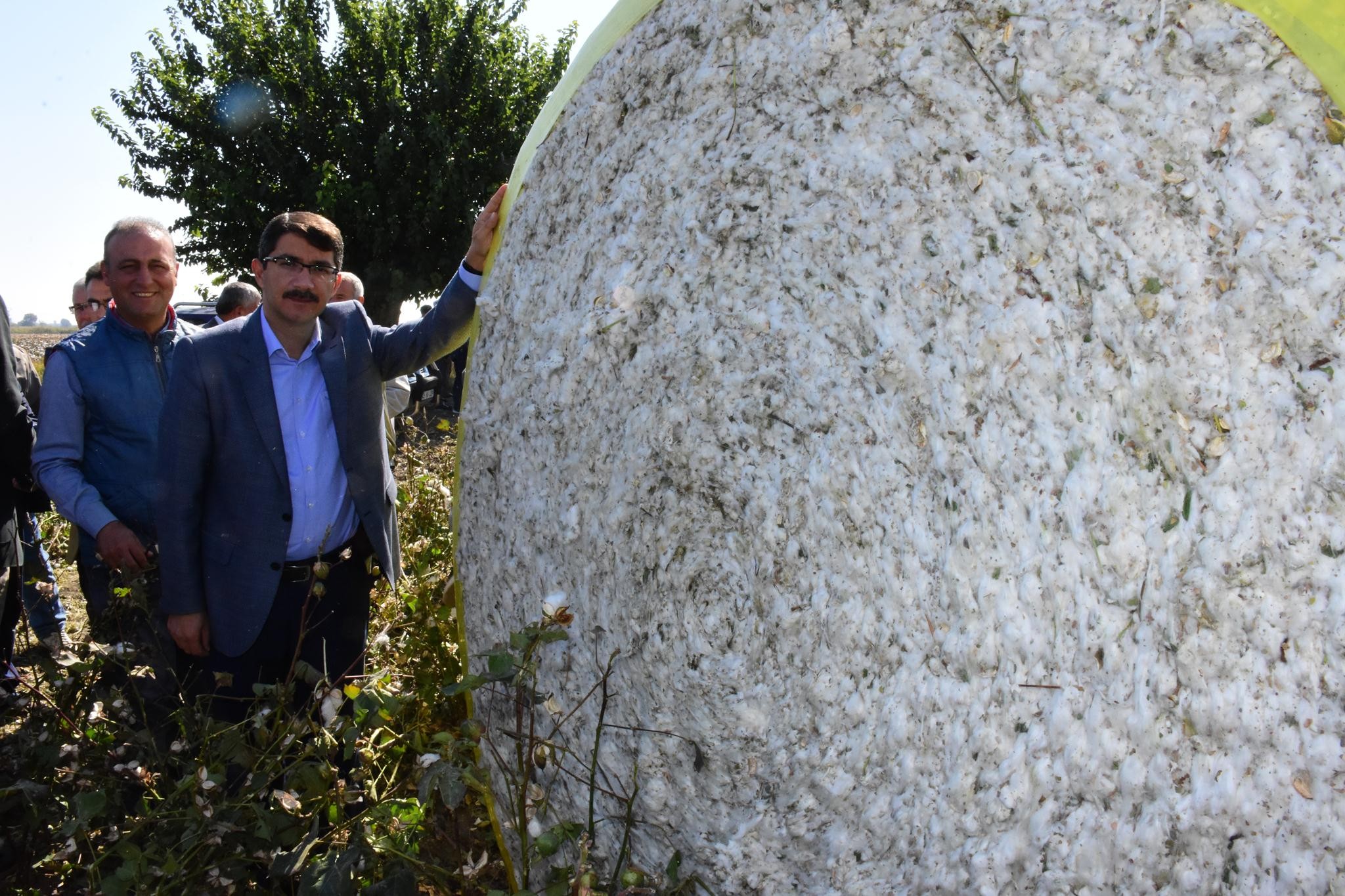 Şehzadeler'de pamuk hasadına başlandı