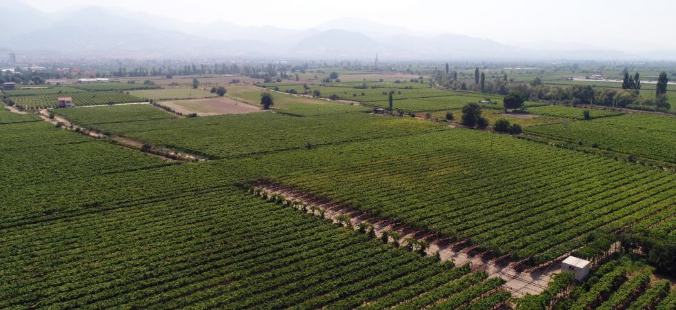 Manisa’nın Çekirdeksiz Sultani Üzümü Tescilleniyor