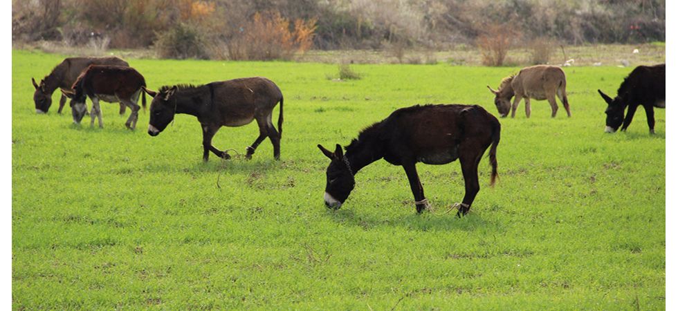 Eşek sütüyle şifa buldu, çiftliğini kurdu