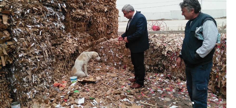 Kazada Yaralanan Köpeğe Zabıtadan Yardım Eli