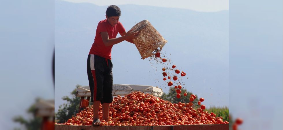 Manisa Domates Üretiminde Bakın Kaçıncı Sırada