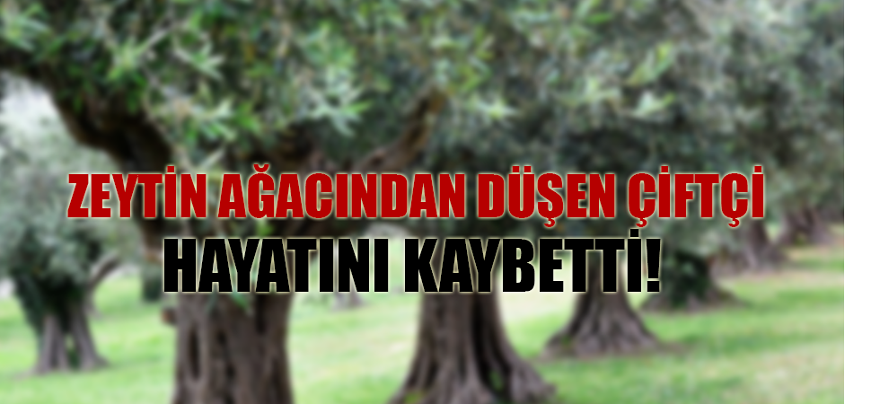 Zeytin ağacından düşen çiftçi hayatını kaybetti