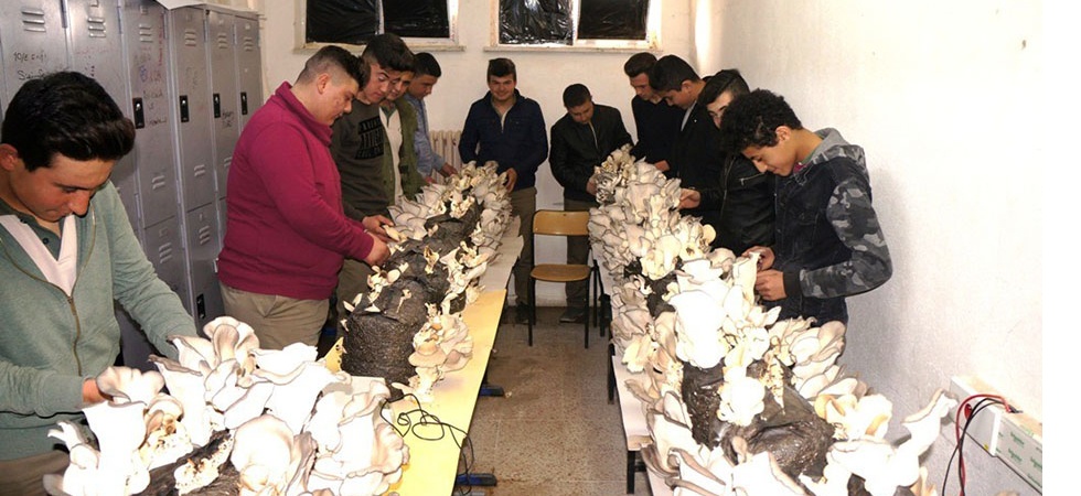 Okula Destek İçin Mantar Yetiştiriyorlar