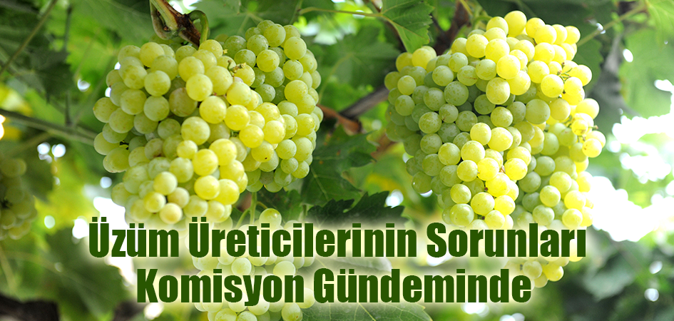 ÜZÜM ÜRETİCİLERİNİN SORUNLARI KOMİSYON GÜNDEMİNDE