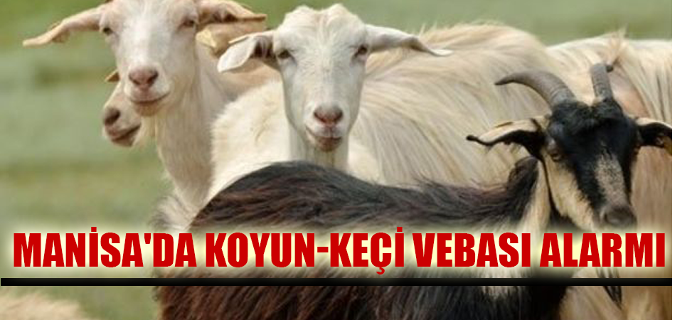 Manisa'da koyun-keçi vebası alarmı