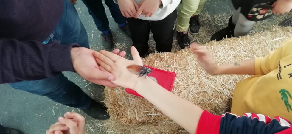 Çocuklar Tarım Fuarında böcek fobilerini yendi