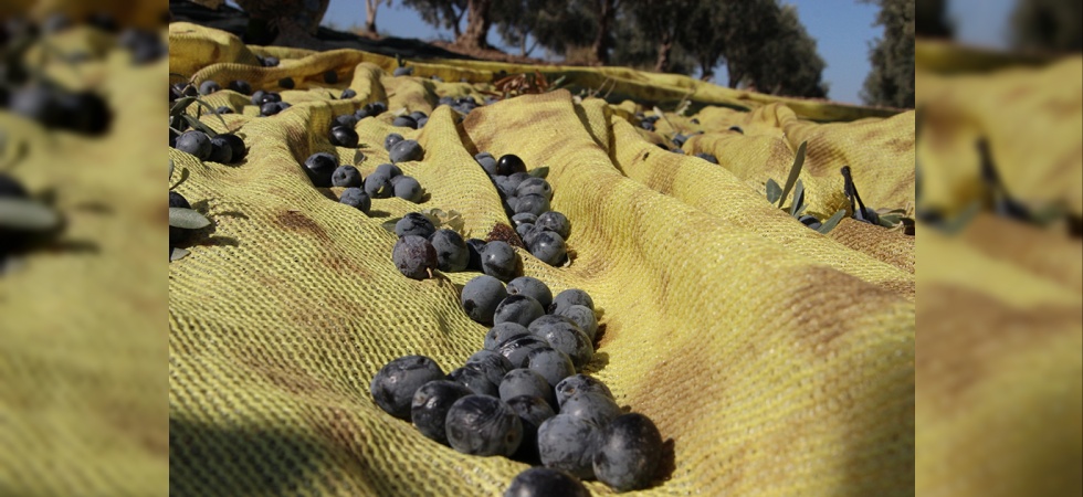 Zeytin hasadının sürdüğü Manisa’da üretici fiyattan dertli