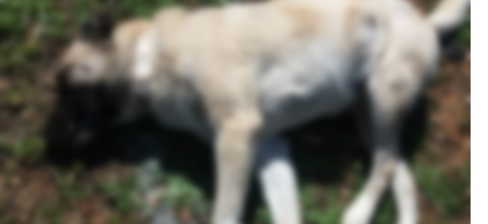 Manisa’da sahipli 5 köpek zehirlendi