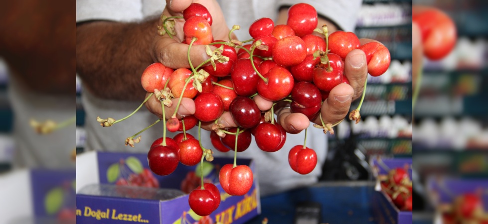 Dünyanın Kirazı Manisa'dan