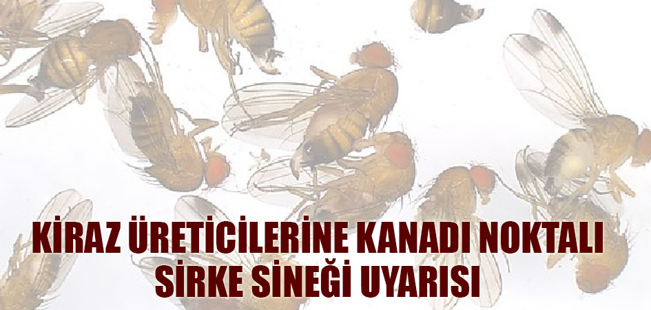 Kiraz üreticilerine kanadı noktalı sirke sineği uyarısı