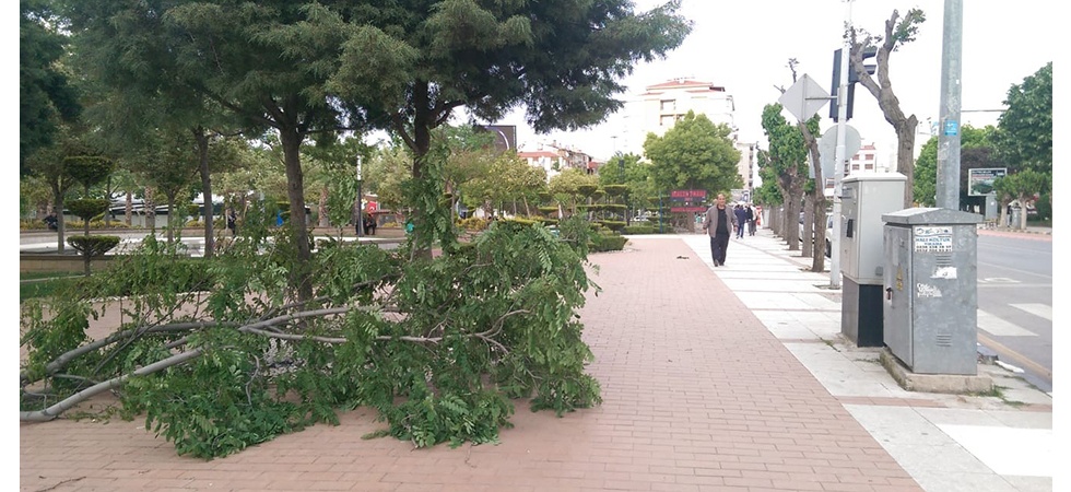 Manisa’da şiddetli rüzgar ağaçların kırılmasına ve devrilmesine neden oldu