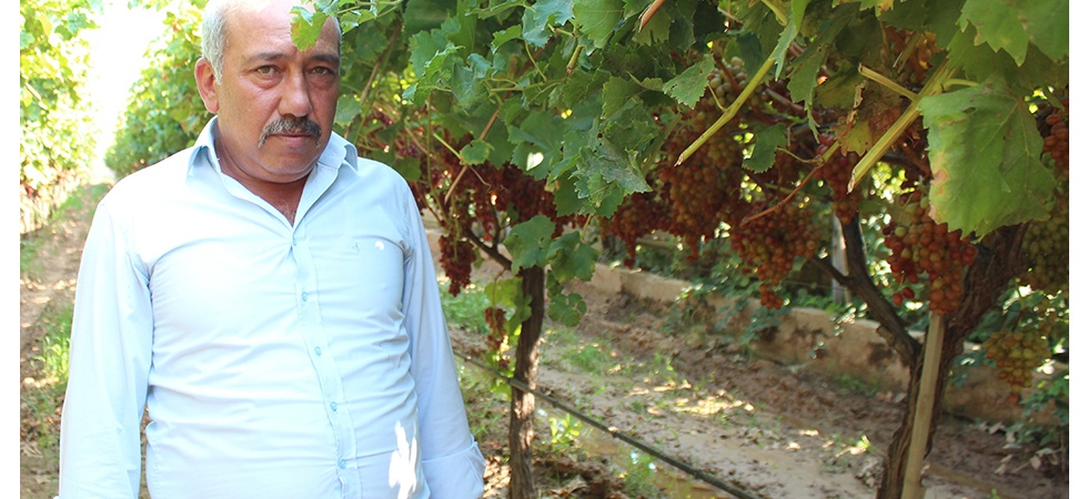 Alaşehir'de 300 üretici iyi tarım uygulamaları yapıyor