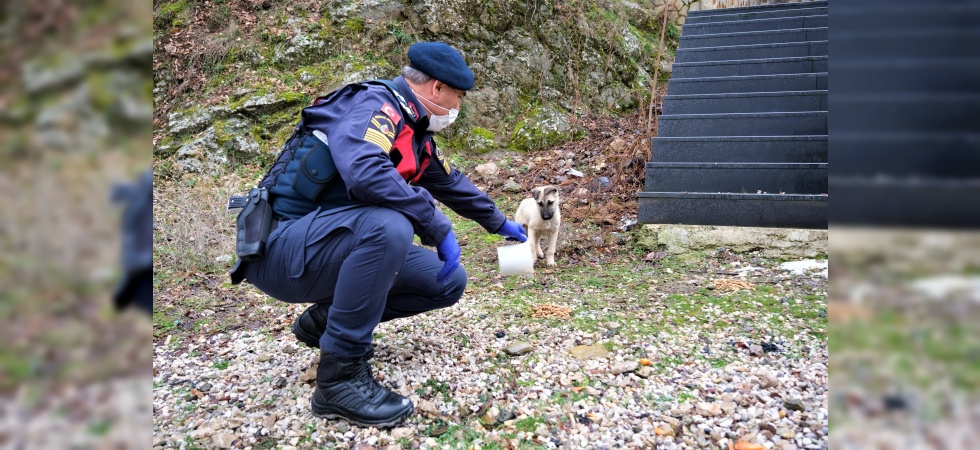 Jandarma ve polis kısıtlamada sokak hayvanlarını unutmadı