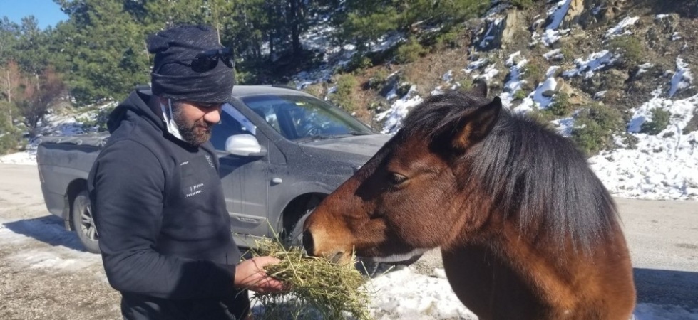 Karla kaplı Spil Dağı’ndaki yılkı atlarını elleriyle beslediler